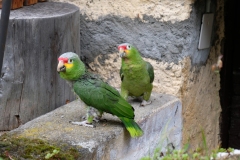 247_Cauco_17-06-2020