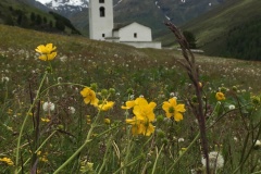 335_Juf_20-06-2020