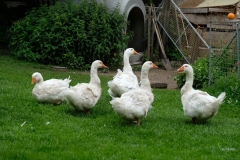 384_Mistail_22-06-2020